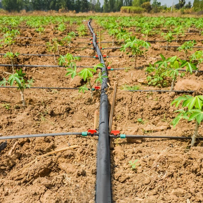 drip-irrigation-lines