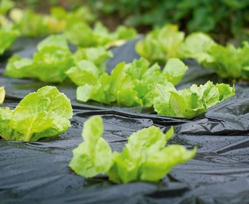 25micron-anti-aging-black-mulch